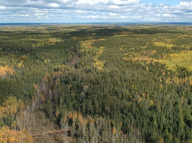 Bob Jo Background image